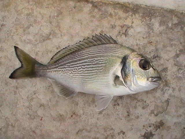 incep sa apara pesti din franta - 2013-08-14-170901-1.jpg